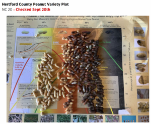 Cover photo for September 20th Peanut Maturity & Digging Information